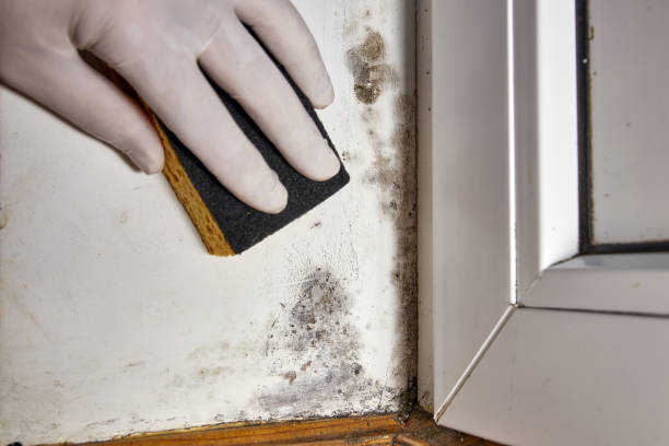 Mold Odor Removal Services in Kayenta, AZ